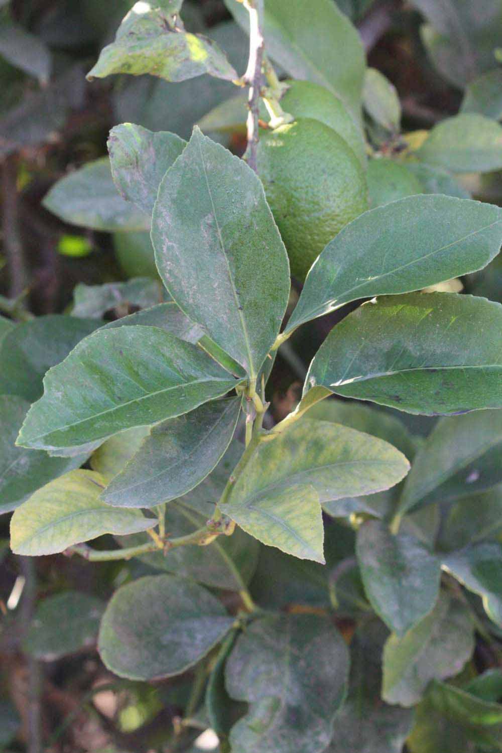            Shade leaves (Riverside, CA)   
